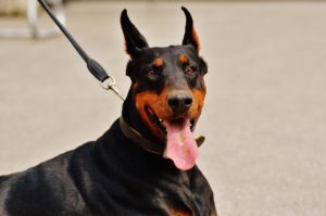 doberman-1334498_1920